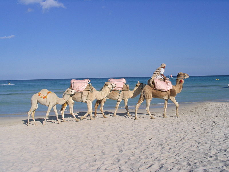 Camels at Djerba, Tunisia