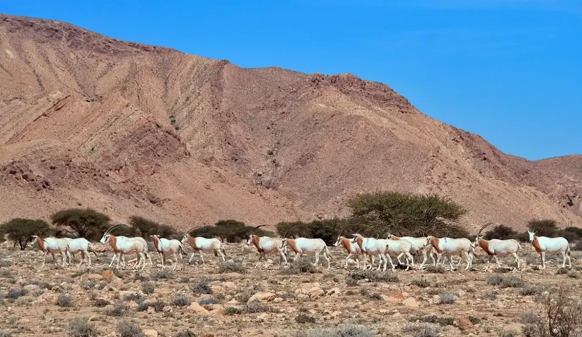 parc bouhedma